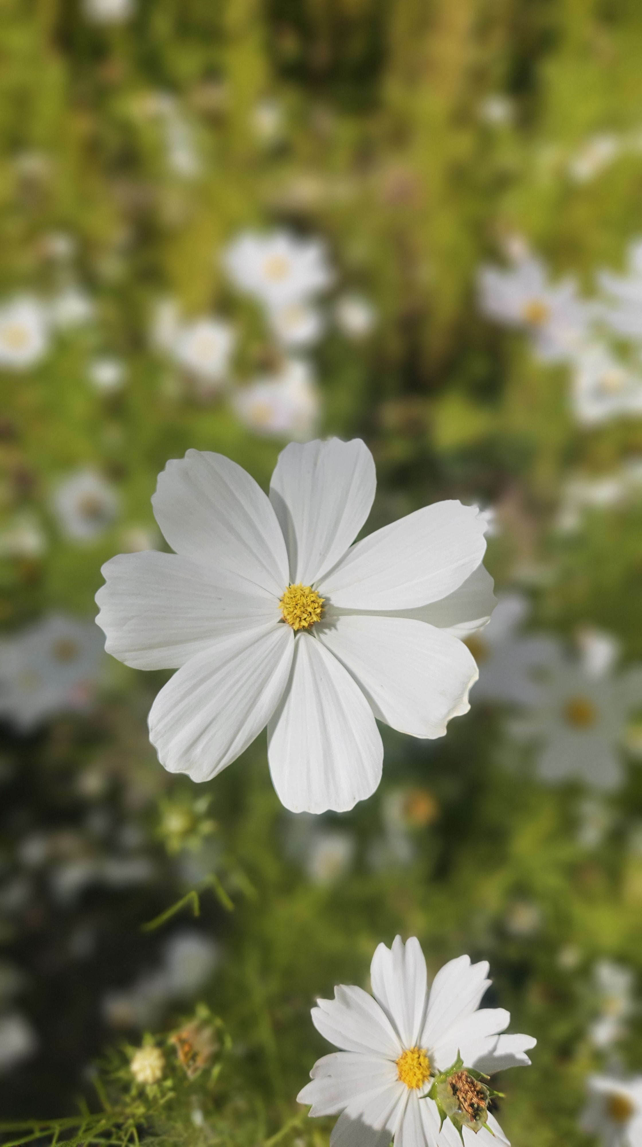 Emeğiniz kadar güzelleşiyorlar.🌸