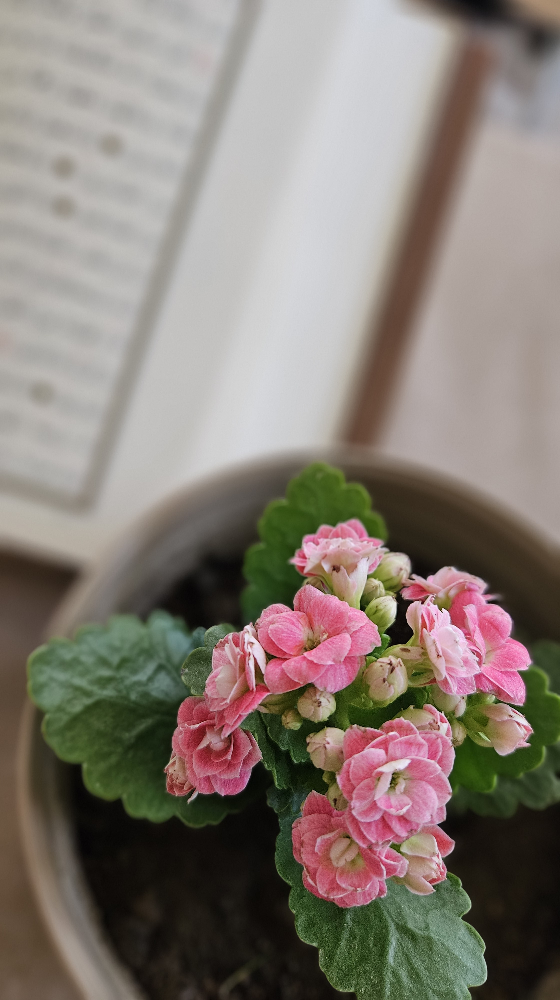 Söz, Öz ve Hakikat